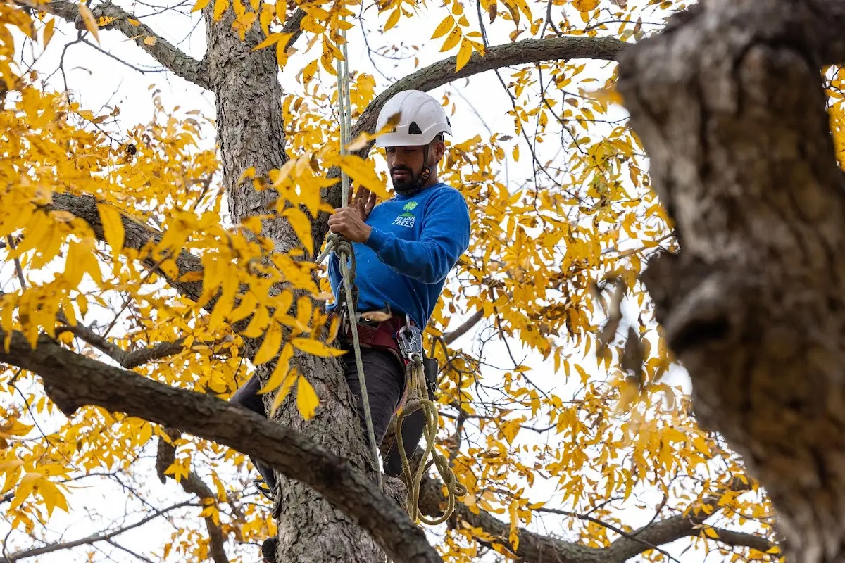 Skilled Storm Damage Cleanup crew working in Summerfield