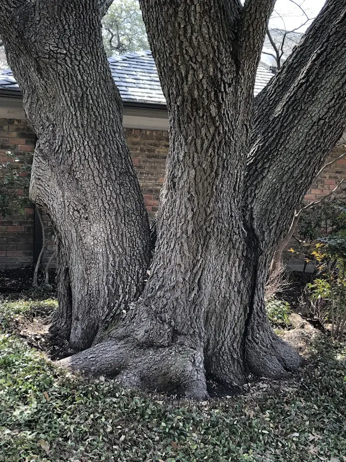 Mature heritage tree close to a Summerfield property cared for by certified arborists